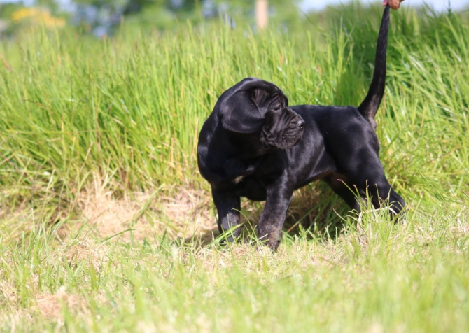 A KALİTE ÜST DÜZEY CANE CORSA YAVRULARI